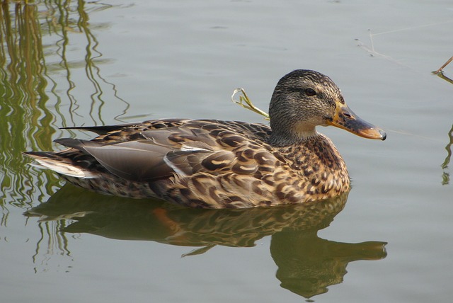Krydsordsglæde: Sådan holder du hjernen skarp med ordgåder